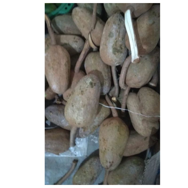 

buah mahoni segar 1 kg