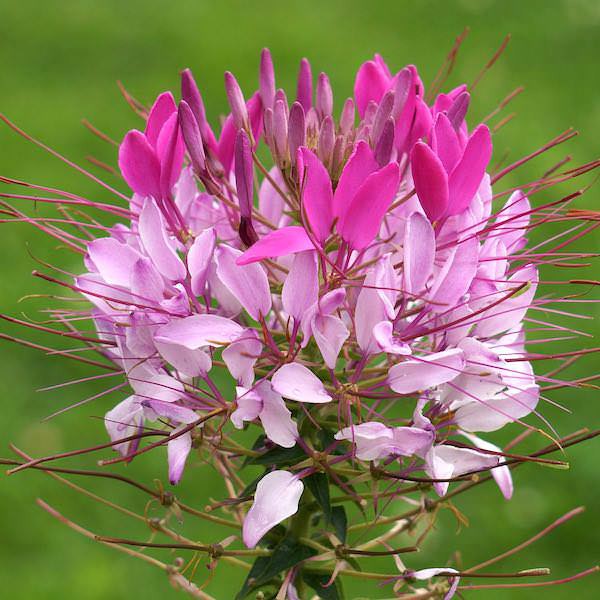 Benih Bibit Biji - Bunga Cleome Spider Plant Bunga Laba - laba Flower Seeds - IMPORT