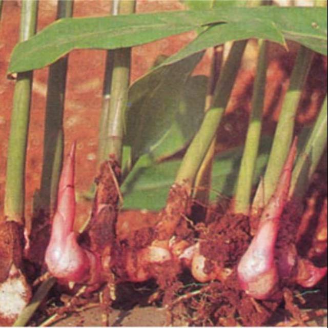 Lengkuas Merah / Bibit Tanaman Lengkuas Merah