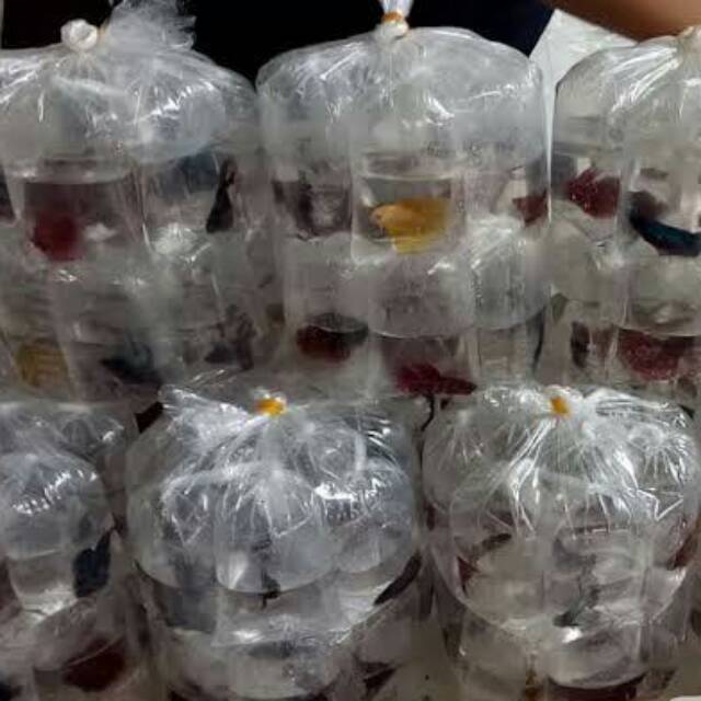 PAKET 20 EKOR IKAN CUPANG HALFMOON