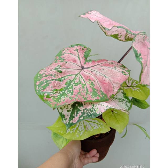 Caladium Hybrid Thailand Shopee Indonesia