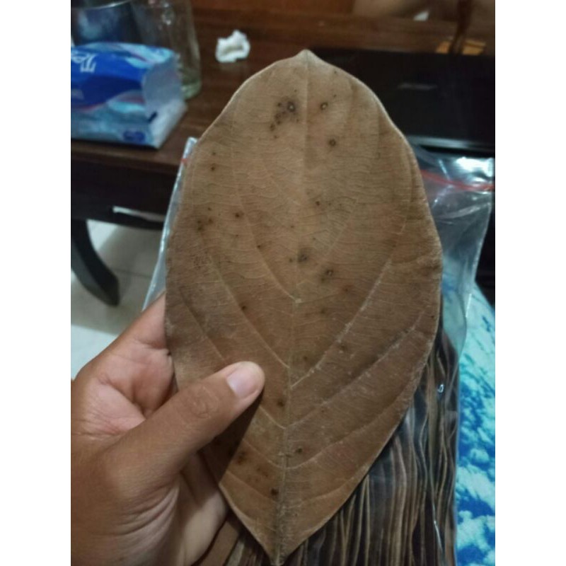 

Daun Nangka (Jackfruit Leaves)