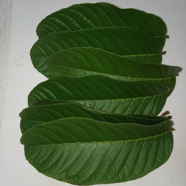 

DAUN JAMBU BIJI 250GRM