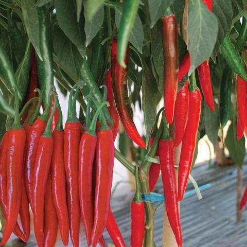 Benih/Bibit Cabe Merah Besar Panex 100 F1 (Cap Panah Merah)