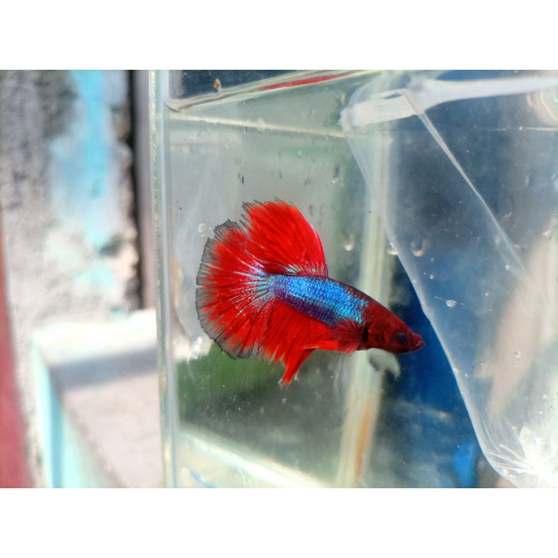 ikan cupang bagus rapih jantan pilihan slayer halfmoon