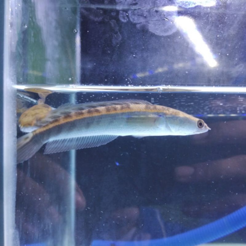 channa maru yellow sentarum uk 10-11 calon gondrong,simet,bar tebel tebel