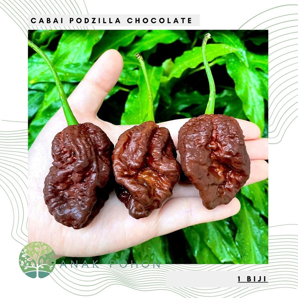 Benih Bibit Biji - Cabai Podzilla Chocolate Cokelat Pepper Seeds