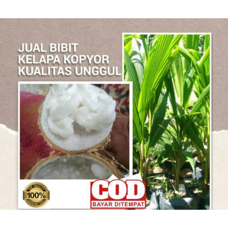 

SUKSES TANI KELAPA KOPYOR UNGGUL PREMIUM 100%
