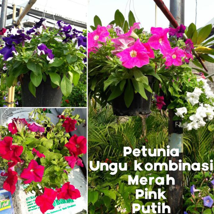 Gambar Bunga  Petunia  Ungu GAMBAR BUNGA 