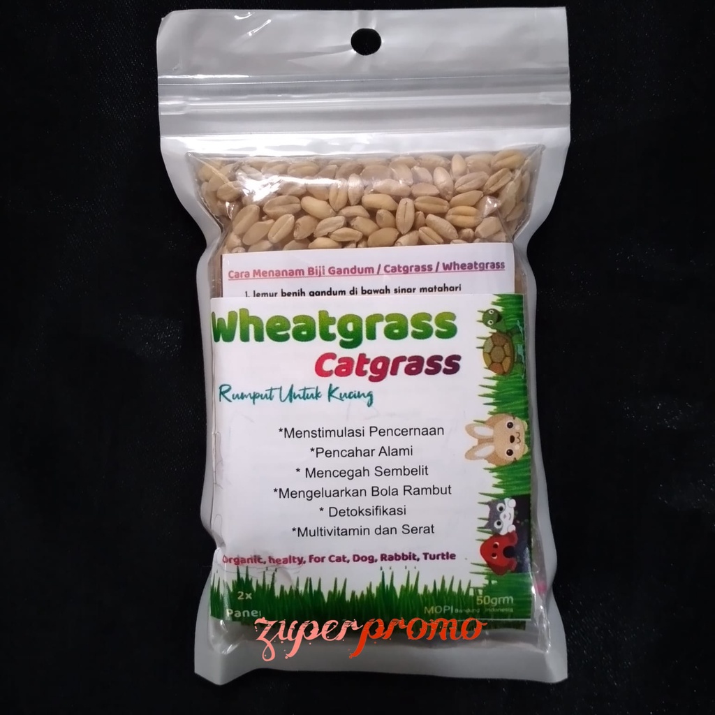 Wheatgrass 50gr / Catgrass / Rumput Kucing
