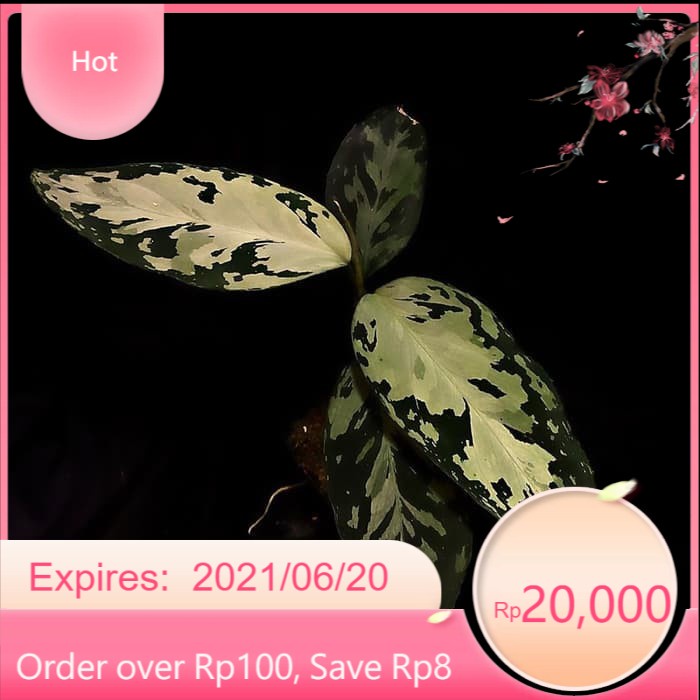 tanaman hias aglonema pictum Aceh becolor .