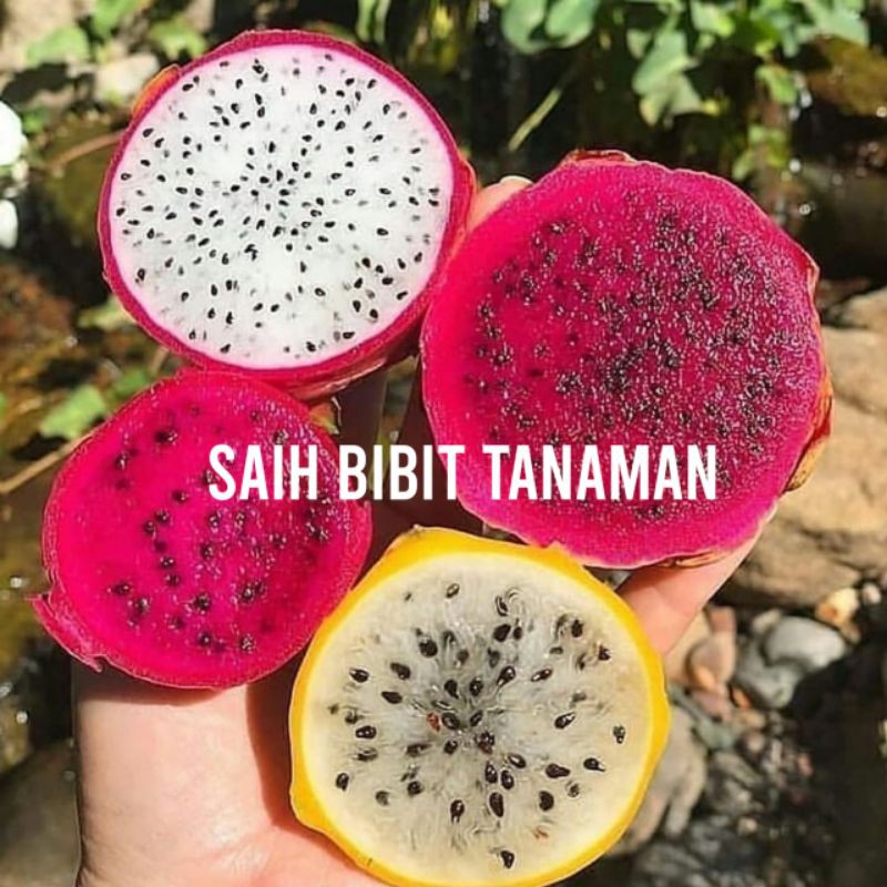 

BIBIT BUAH NAGA PUTIH