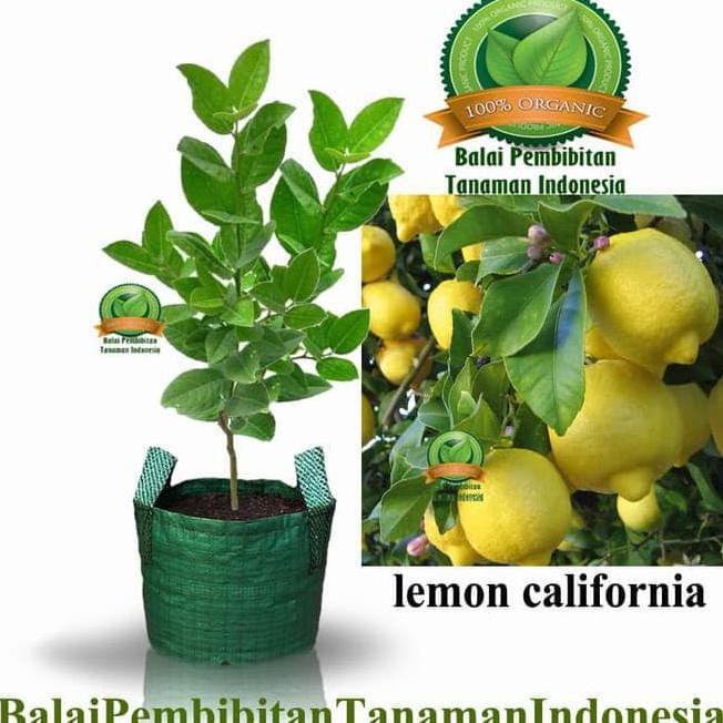 Produk Ready Ori Bibit Lemon California / Bibit Buah / Tanaman Asli