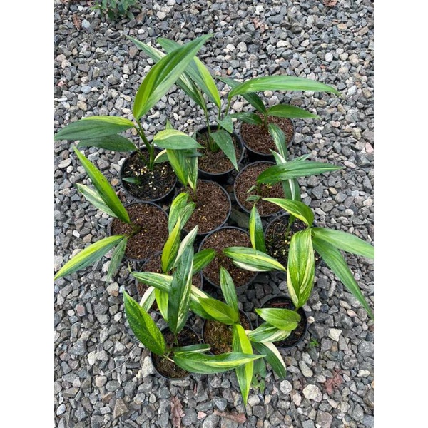 epipremnum amplisimum varigata