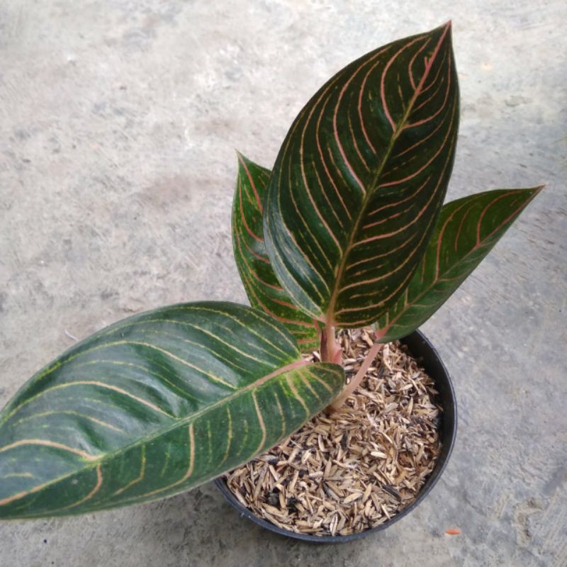 aglaonema kresna