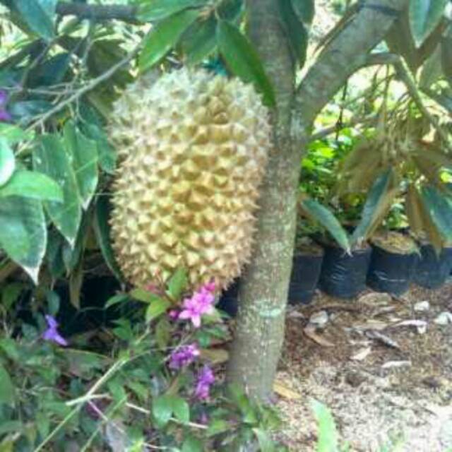 

Bibit durian musangking