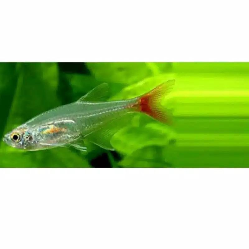 

ikan glassfin
