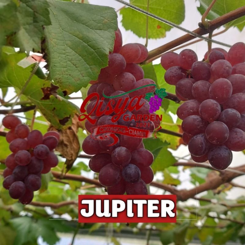 Bibit Anggur Import Kualitas