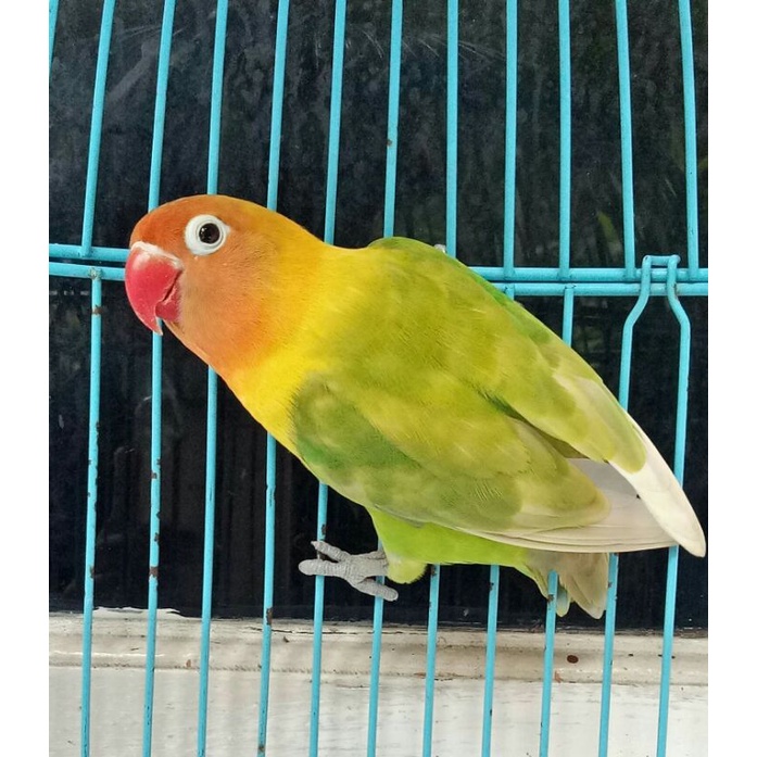 Burung Lovebird Murah