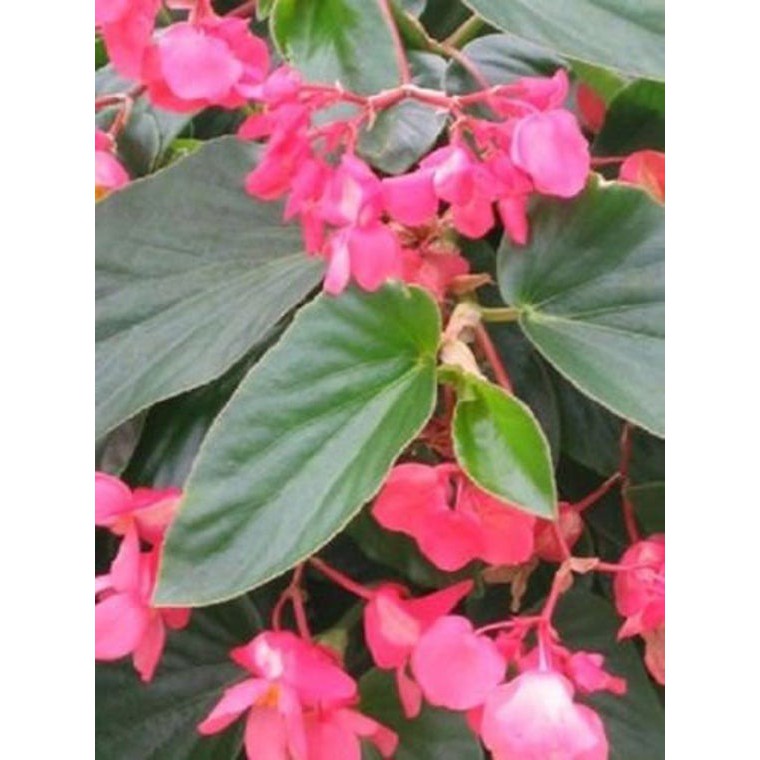 Biji Bunga Begonia Import - Tanaman Bunga Begonia - Bibit Pohon Bunga Begonia Import - COD