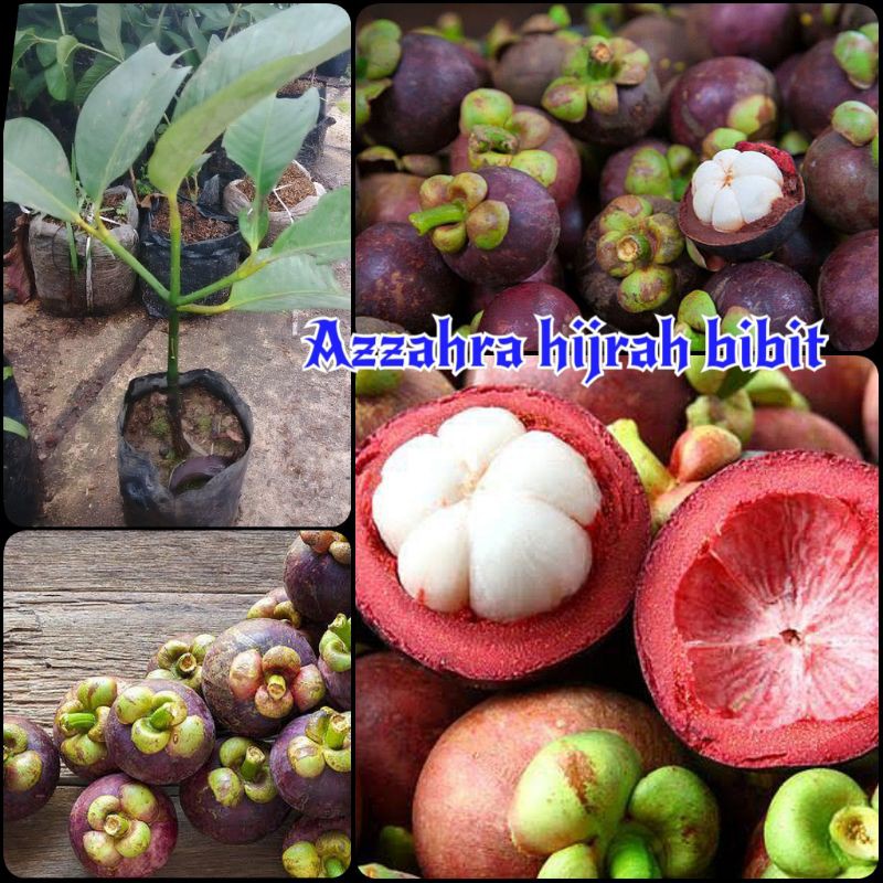 bibit tanaman buah manggis bali