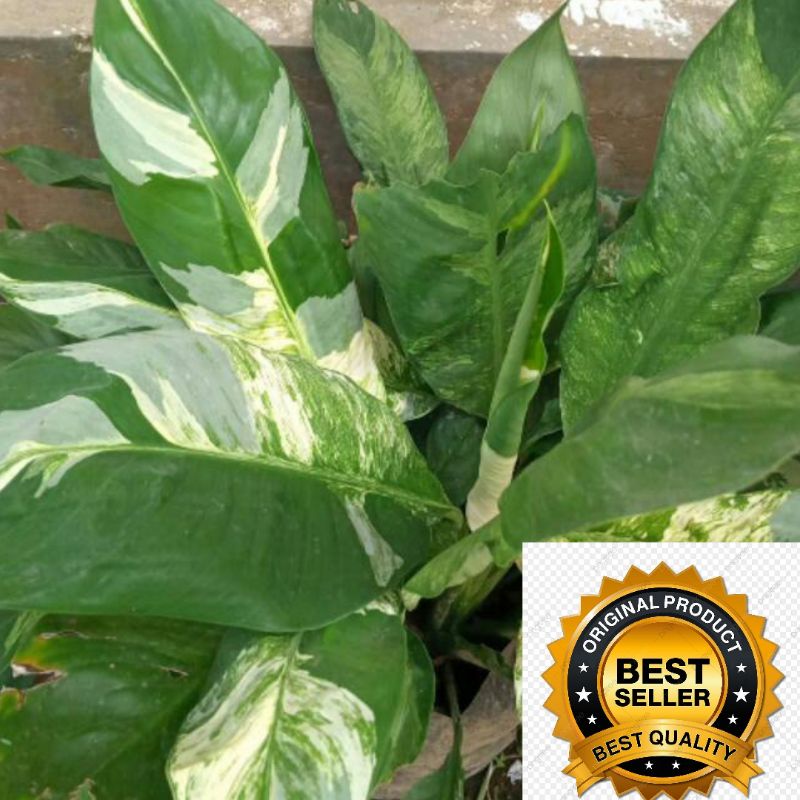 tanaman hias SEPATU FILUM VARIGATA peace lily