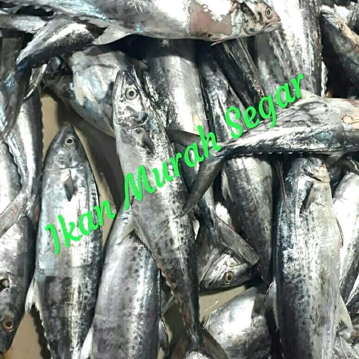 

IKAN TENGIRI TENGGIRI UTUH SEGAR , TENGIRI KAWANG TENGIRI PAPAN