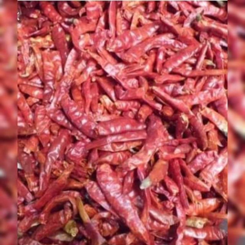 

Cabe kering