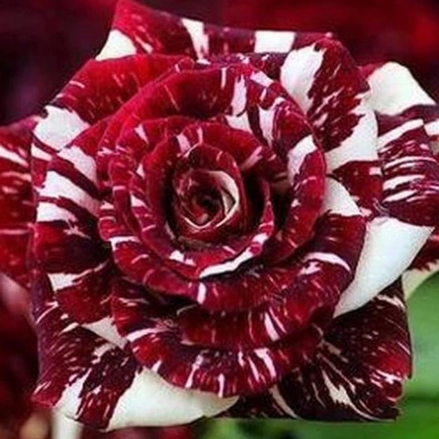 Tanaman Hias / Pohon Bibit Bunga Mawar Merah Putih