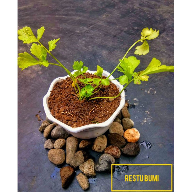 

Promo BIBIT TANAMAN SELEDRI