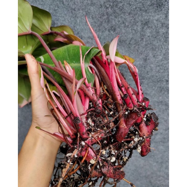 bibit bonggol philodendron pink princes