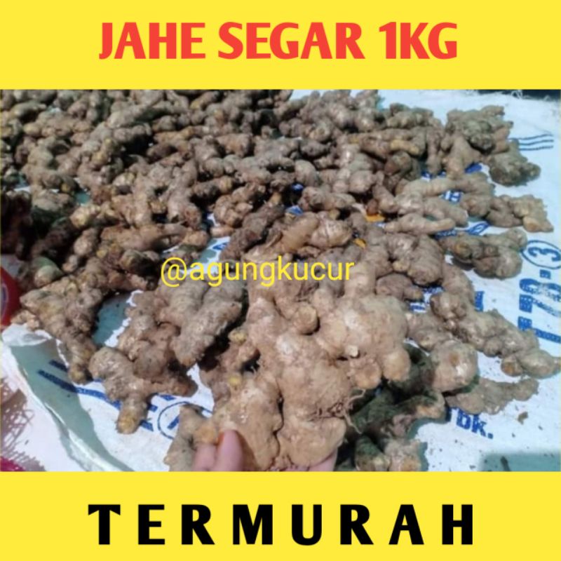 

JAHE SEGAR 1KG