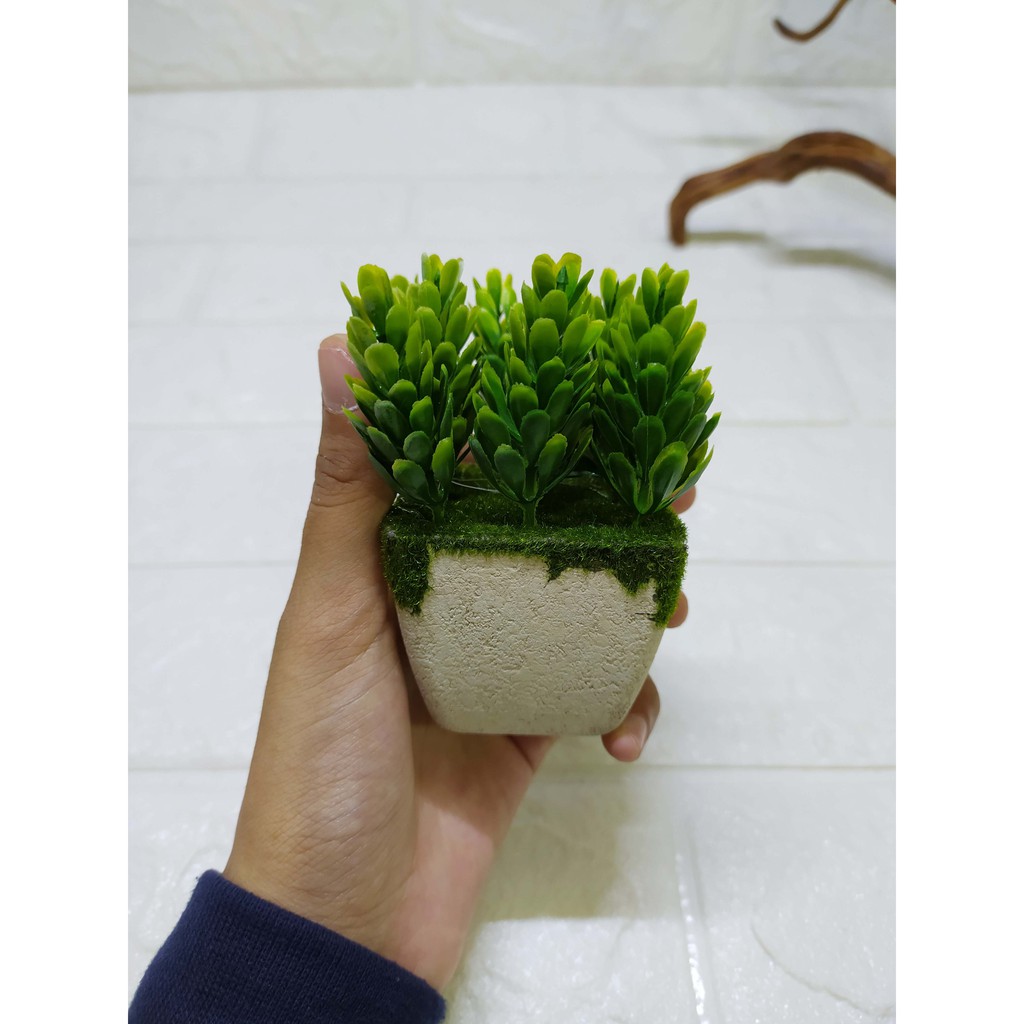 Pinus SEGI  Tanaman Sukulen Imitasi Pajangan Dekorasi Cantik