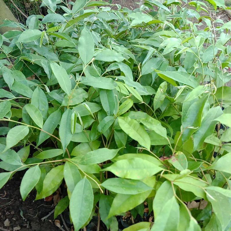 Bibit gaharu