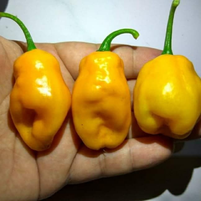 Benih Bibit Biji - Cabai Florida Predator Yellow Pepper Seeds