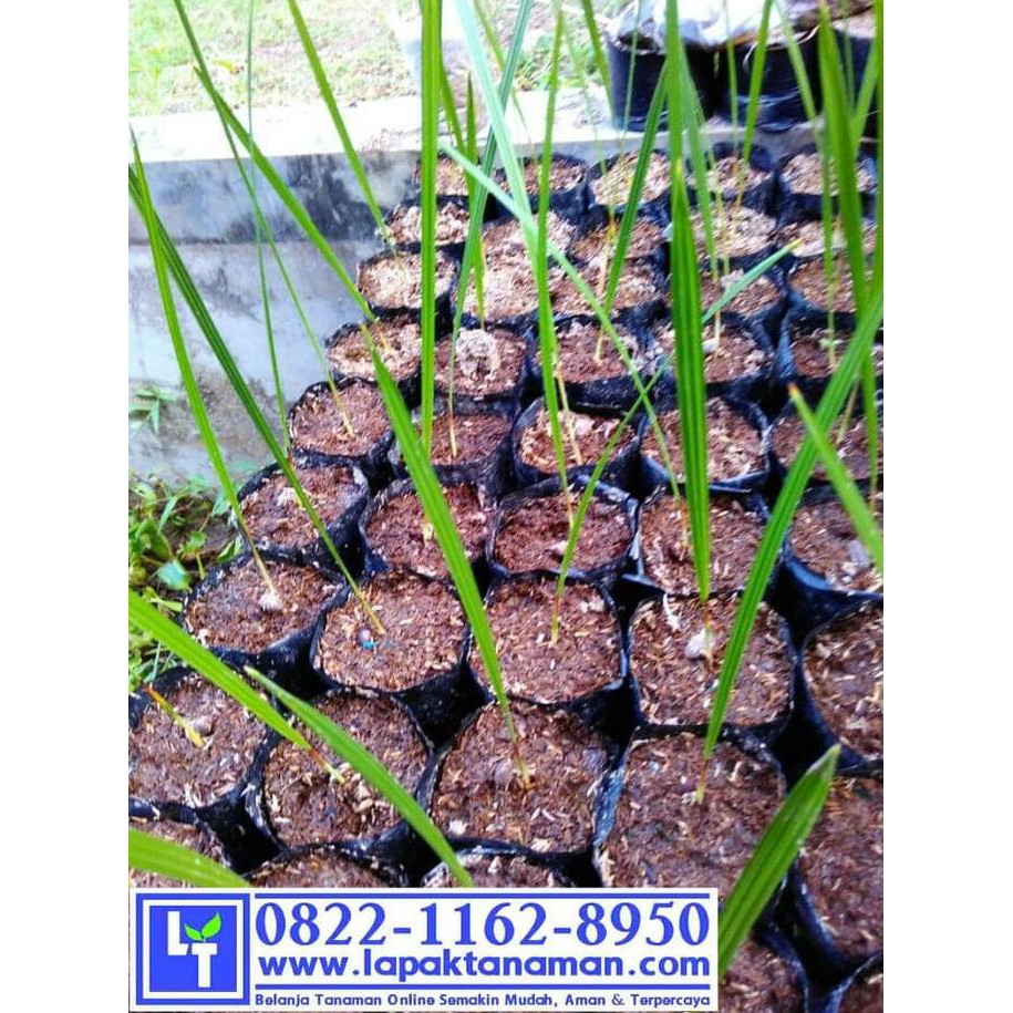 Urgent Jual Benih Bibit Pohon Kurma Ajwa Ajwah Nabi Best Shopee Indonesia