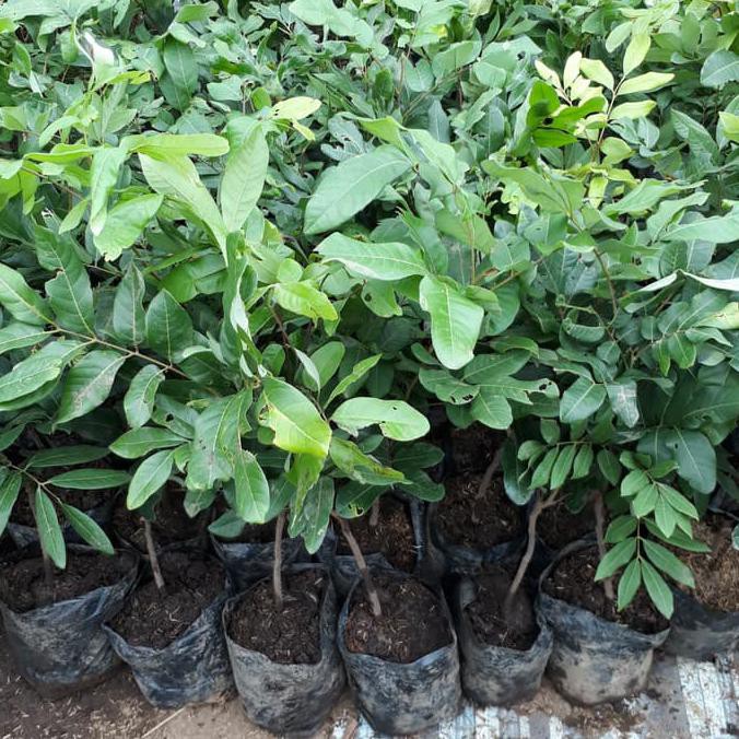 Produk Ready Bibit Tanaman Pohon Lengkeng Kristal Bibit Lengkeng Okulasi / Cangkok