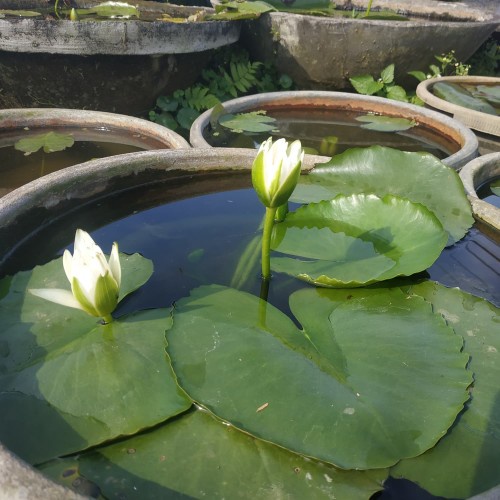 Bibit Bunga Teratai / Tanaman Hias Air