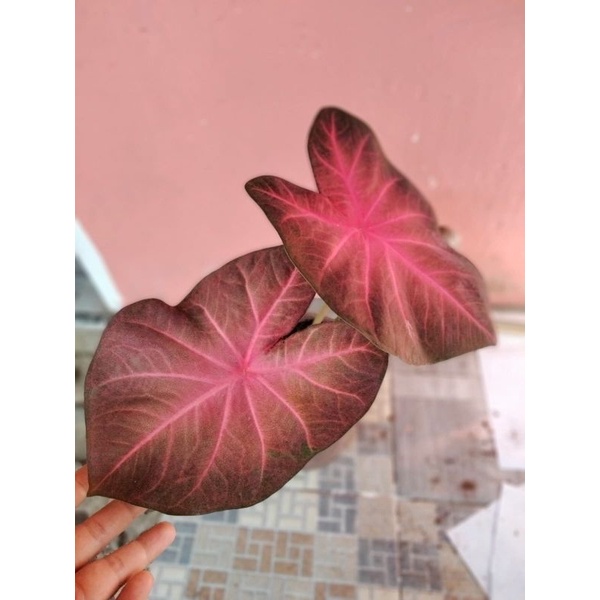 Keladi pinky Boy bibitan/anakan