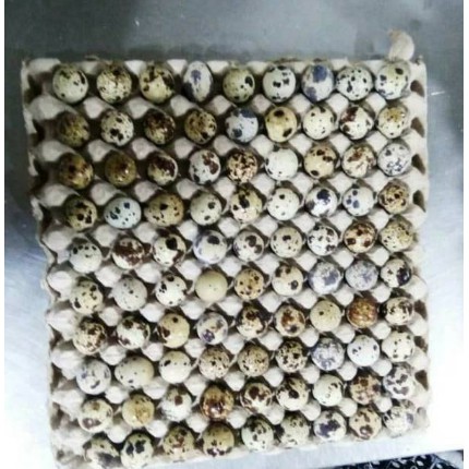 

RB Telur Puyuh Curah Isi 90 Butir