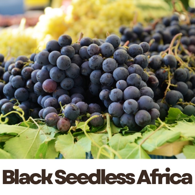 

Anggur Black Seedless Africa