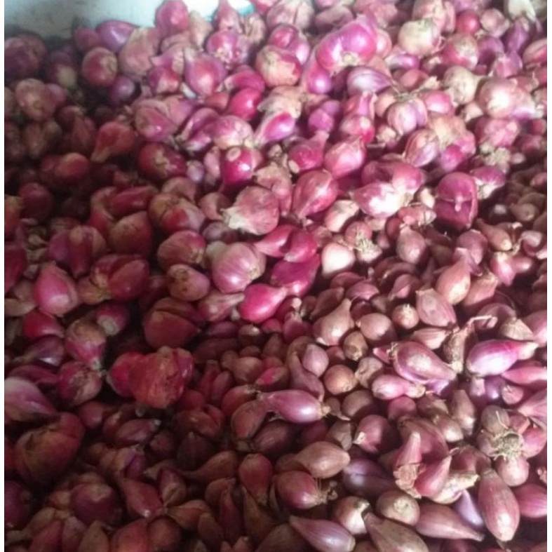 

Bawang merah grade b