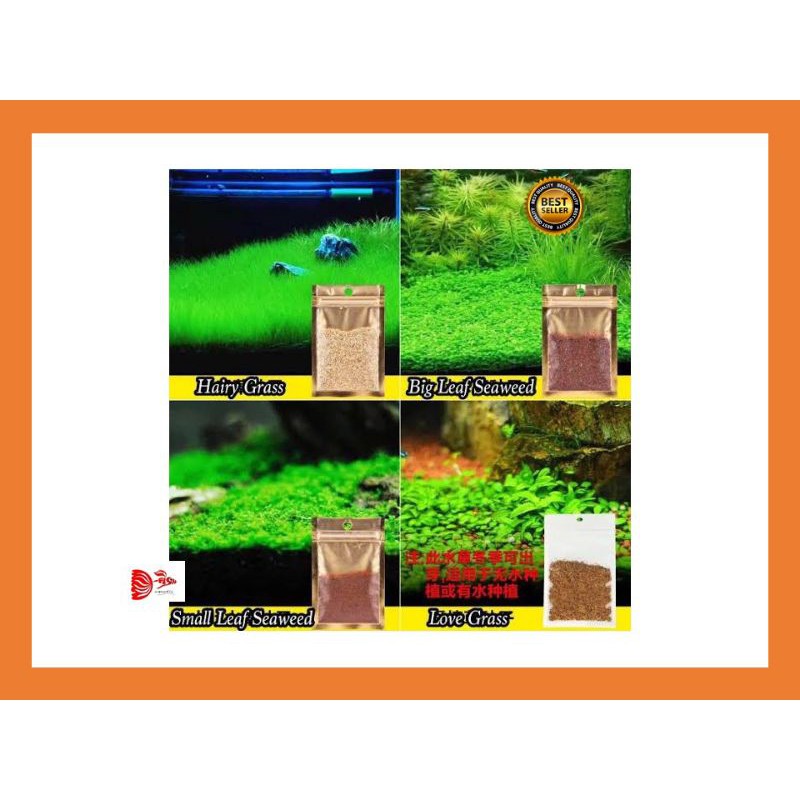 Vina Aquatic_ Carpet Seed Hairy Grass / Rumput Dasar Aquascape 1pcs