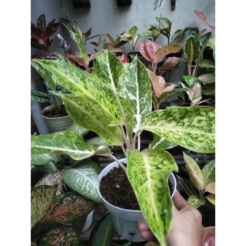 aglonema striptis white