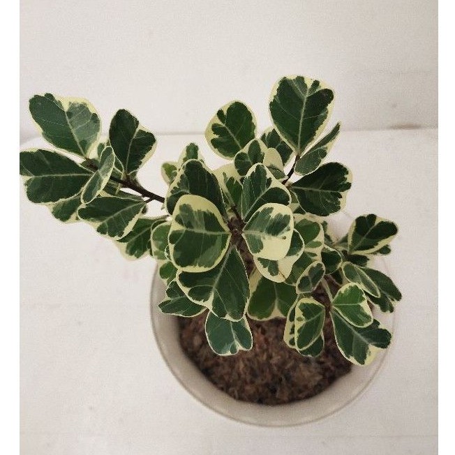 ficus variegata