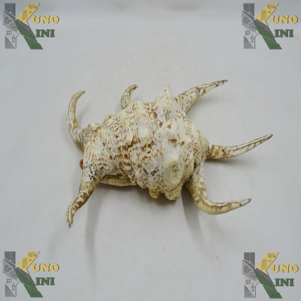 CANGKANG SIPUT LAUT SPIDER HARPAGO