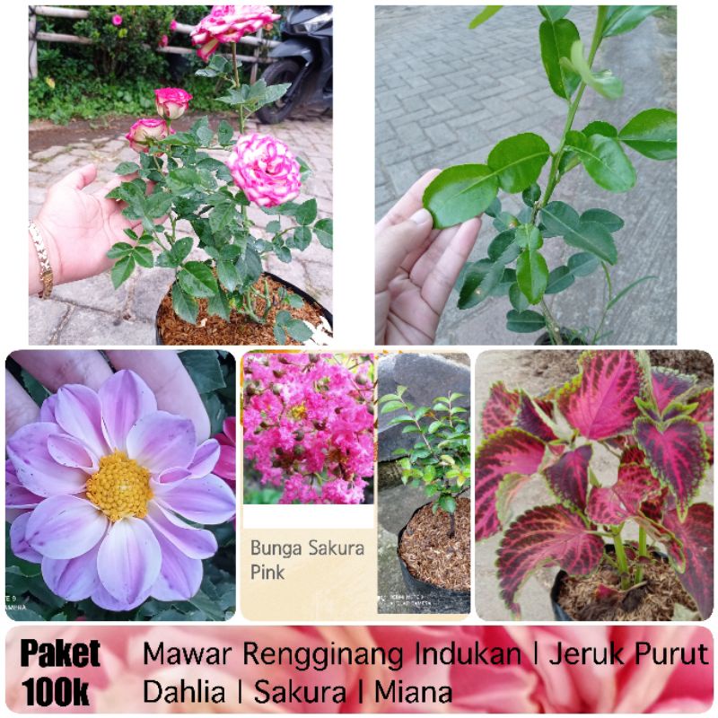 Paket 100 rb Mawar Rengginang Indukan, Jeruk Purut, Dahlia, Sakura, Miana