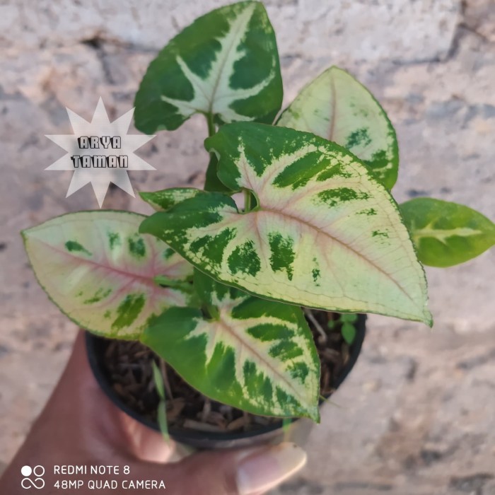 SYNGONIUM MINI PIXY | TANAMAN HIAS SYNGONIUM MINI