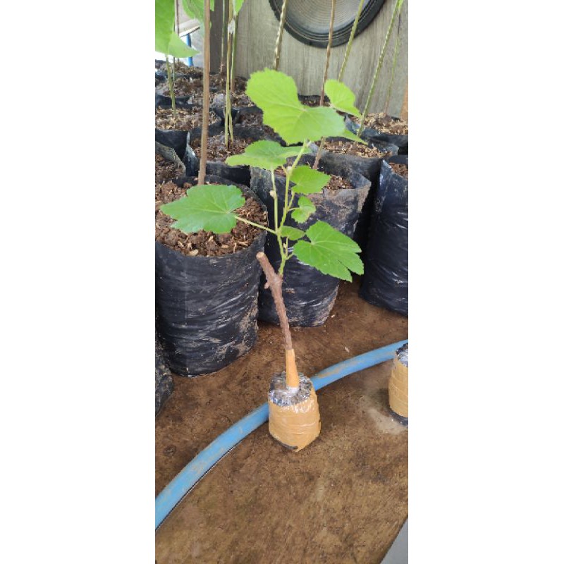 

PAKETAN BIBIT ANGGUR 100 RB ISI 4 BIBIT