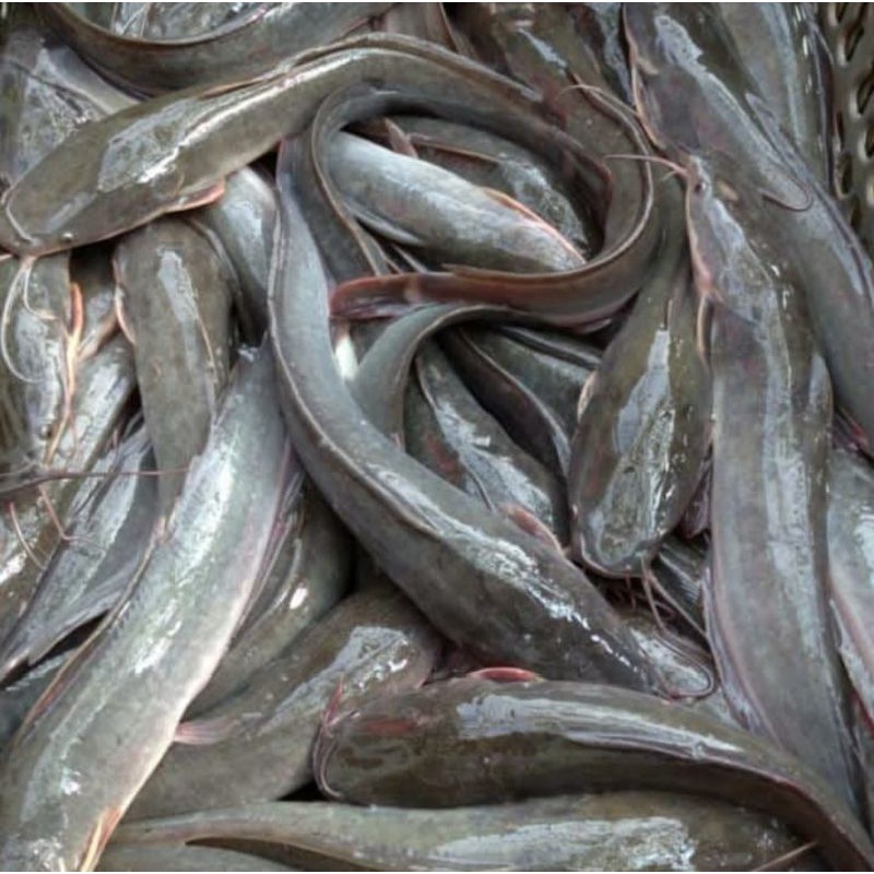 

IKAN LELE SEGAR KONSUMSI 1000gr